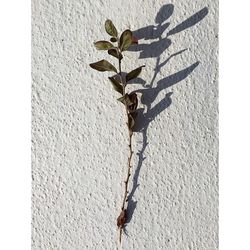 Low angle view of tree against sky