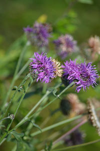 Close-up of purple flowering plant on field