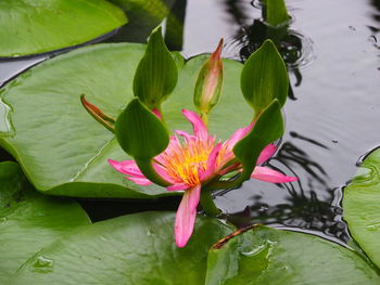 Close-up of lotus water lily in pond