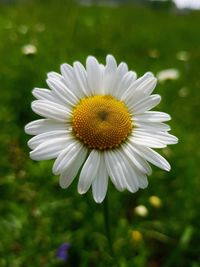 Close-up of white daisy