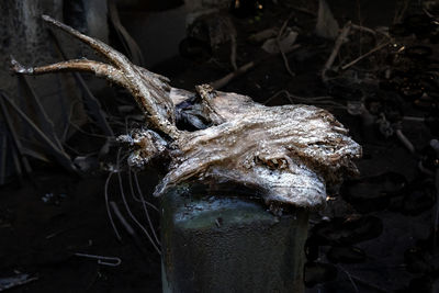 Close-up of lizard in water