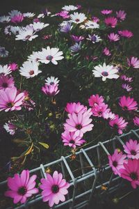 Close-up of pink flowers