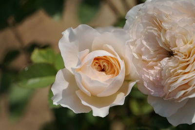 Close-up of light orange pastel rose