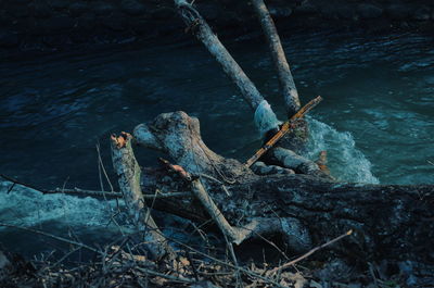 Close-up of tree trunk