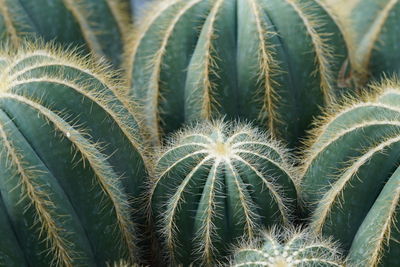 Close-up of succulent plant