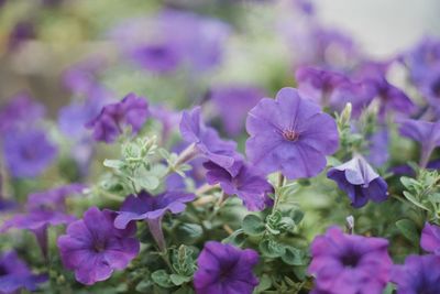 Close-up of purple flowering plants in park