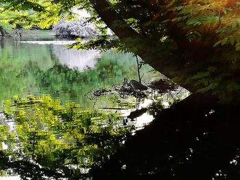 Reflection of tree in lake