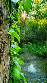 Close-up of tree trunk by plants in forest