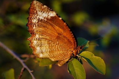 Close-up of butterfly on leaf