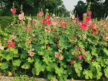Red flowers growing outdoors