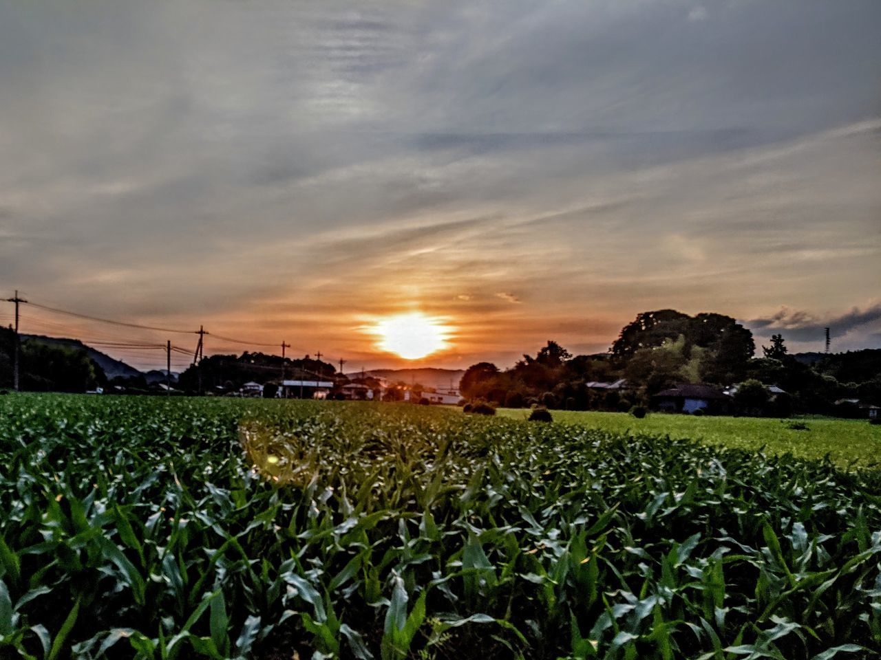 sky, agriculture, field, landscape, plant, cloud, nature, sunset, grass, land, crop, environment, sunlight, rural scene, rural area, growth, flower, food, beauty in nature, farm, corn, no people, cereal plant, scenics - nature, food and drink, green, vegetable, horizon, tranquility, outdoors, tree, dusk, tranquil scene, sun, dramatic sky