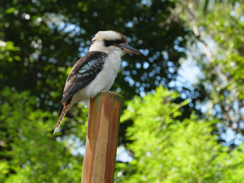 Bird perching on a tree