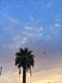 Low angle view of coconut palm tree against sky