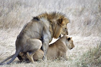 Lions on grass