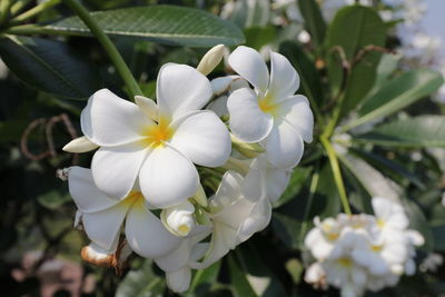 Close-up of white flowering plant