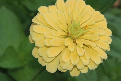 Close-up of insect on yellow flower