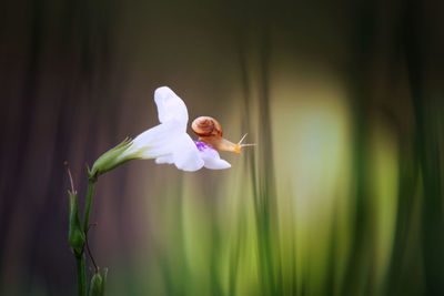 Close-up of white flower