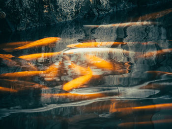 High angle view of koi carps swimming in pond