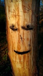 Close-up of tree trunk