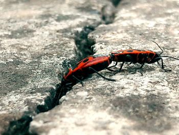 Close-up of red insect