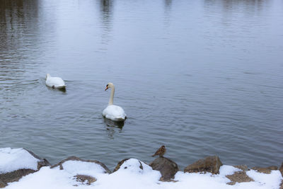 Ducks swimming in lake during winter