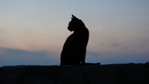 Silhouette of a black cat 