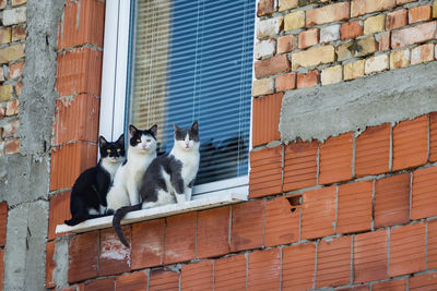 Cat on wall of building