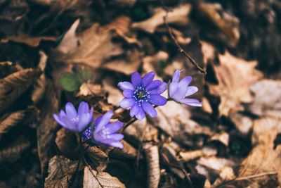Close-up of purple flowering plant