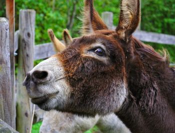 Close-up of a horse