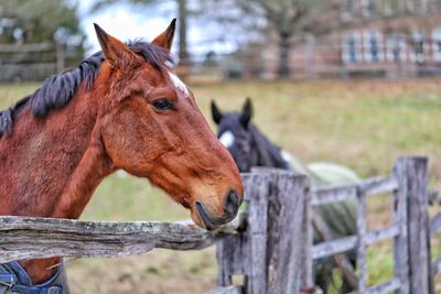 Close-up of horse in field