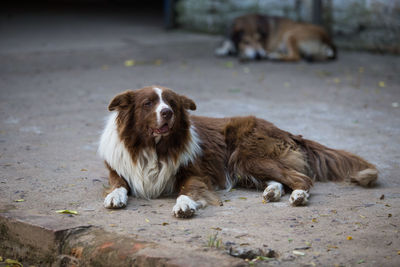 Portrait of dog resting on footpath