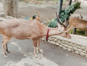 Deer standing in zoo