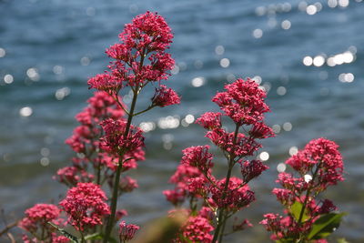 Close-up of red flowering plants