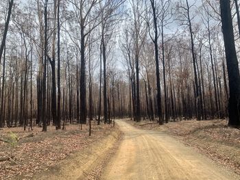 Empty road along bare trees in forest