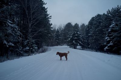 Goldendoodle standing on snowy field amidst trees against sky at dusk