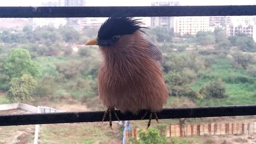 Bird perching on wall