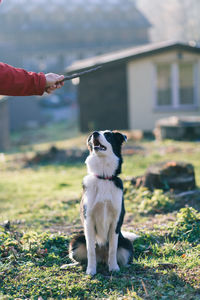 Dog on field