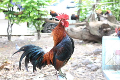 Flamingos in a rooster