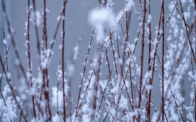 Close-up of snow covered plants