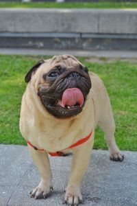 Portrait of a dog