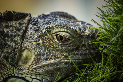 Close-up of lizard