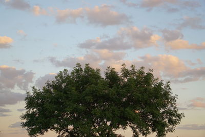 Low angle view of trees against cloudy sky