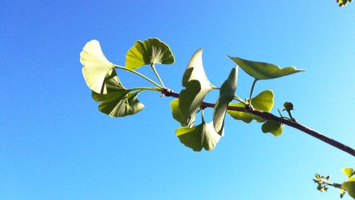 Low angle view of plants against clear blue sky