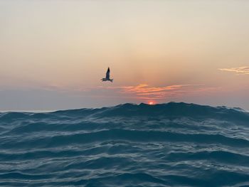 Silhouette bird flying over sea against sky during sunset
