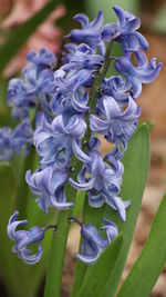 Close-up of purple flowering plant