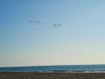 Low angle view of birds flying over sea against clear sky