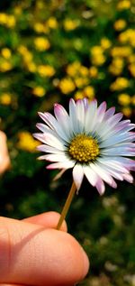 Close-up of hand holding flowering plant