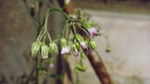 Close-up of wilted flower