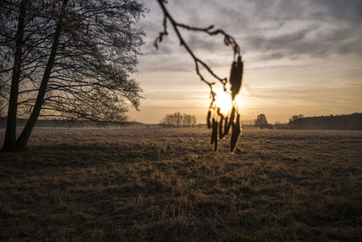 Silhouette trees on field against sky during sunset