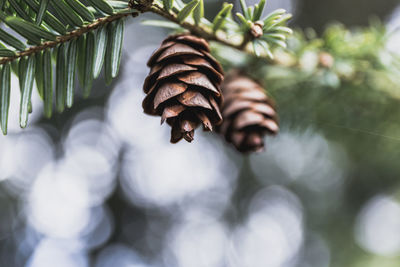 Close-up of pine cone on tree